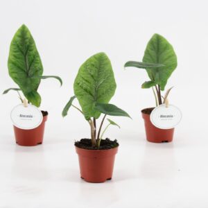 Alocasia scalprum Alocasia Scalprum
(20 Plants/Order)(6cmP 10cmH)