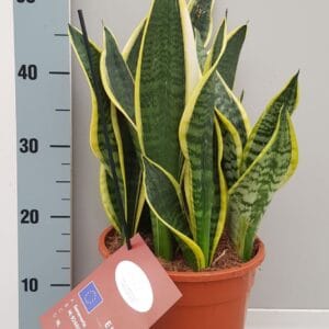 Sansevieria Laurentii Sanseveria 21cm
(1 Plants/Order)(21cmP 55cmH)