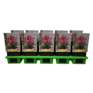 Astilbe Astilbe 'Elisabeth From Veen' P11
(10 Plants/Order)(11cmP 25cmH)