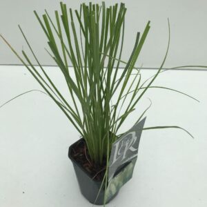 Cortaderia selloana Pumila Cortaderia sell. 'Pumila'
(10 Plants/Order)(13cmP 25cmH)