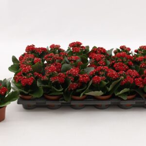 Kalanchoe Calandiva Rubio Kalanchoe Double Red, without sleeve
(18 Plants/Order)(8cmP 15cmH)