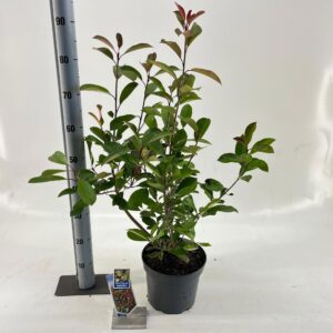 Photinia fraseri Red Robin Photinia fraseri 'Red Robin'
(1 Plants/Order)(23cmP 70cmH)