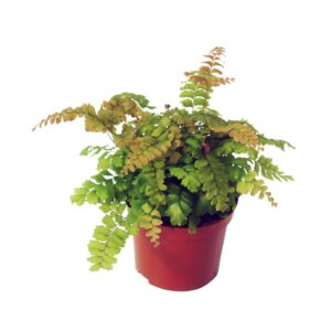 Adiantum Bronze Venus Adiantum 'Bronze Venus'
(20 Plants/Order)(8.5cmP 20cmH)