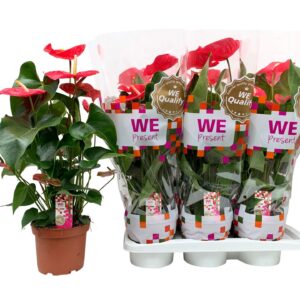 Anthurium California California 17
(6 Plants/Order)(17cmP 60cmH)