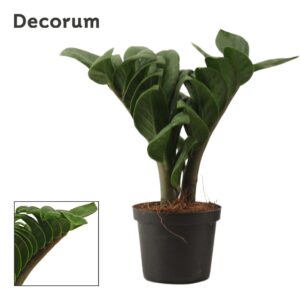 Zamioculcas Zenzi Zamioculcas Zenzi V-leaf 9 cm, 2 Feathers (Decorum)
(18 Plants/Order)(9cmP 25cmH)