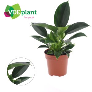 Philodendron Philodendron Green Princess
(10 Plants/Order)(12cmP 25cmH)
