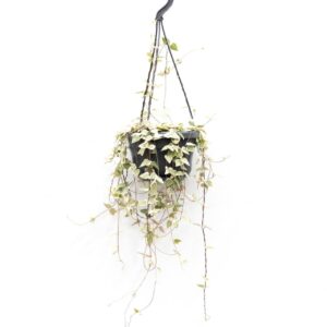 Ceropegia linearis Merel Ceropegia linearis 'Merel'
(6 Plants/Order)(14cmP 30cmH)