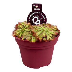 Drosera Drosera Aliciae 12 cm
(6 Plants/Order)(12cmP 12cmH)