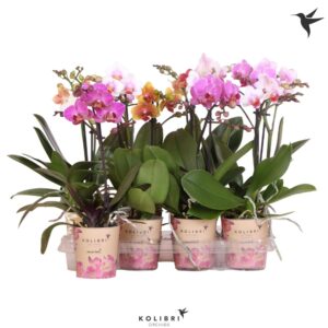 Phalaenopsis mixed Kolibri Orchids Phalaenopsis mix 1 spike
(18 Plants/Order)(9cmP 40cmH)