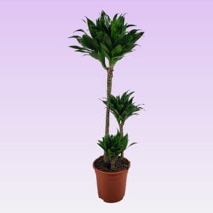 Dracaena Compacta Dracaena compacta 60-30-15 95cm
(1 Plants/Order)(21cmP 95cmH)