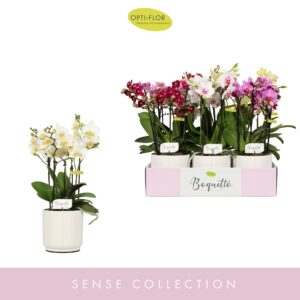 Phalaenopsis Multiflora Boquetto mix 3-5 spike in Lazio White
(6 Plants/Order)(12cmP 35cmH)