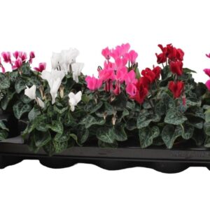Cyclamen persicum Cyclamen Super Serie Special mix 5 Colours
(10 Plants/Order)(9cmP 18cmH)