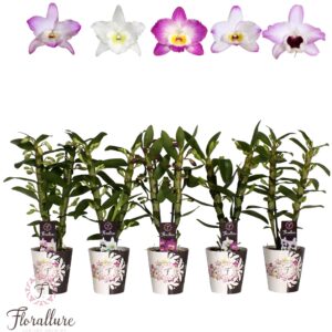 Dendrobium nobile mixed Dendrobium Nobile mix 2 stam 10 + receme Florallure
(10 Plants/Order)(12cmP 45cmH)