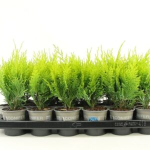 Chamaecyparis Stardust Chamaecyparis lawsoniana 'Stardust'
(18 Plants/Order)(9cmP 20cmH)