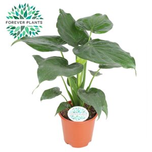 Alocasia cucullata Alocasia Cucullata p21
(1 Plants/Order)(21cmP 80cmH)