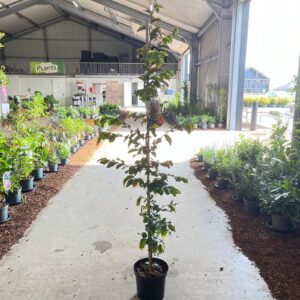 Parrotia persica Parrotia persica 'Vanessa' - 175-200cm gestokt
(1 Plants/Order)(26cmP 200cmH)