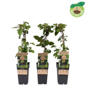Rubus Black Satin Rubus fruticosus 'Black Satin', P15
(10 Plants/Order)(15cmP 50cmH)
