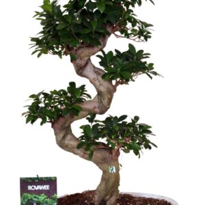 Ficus Ginseng Ficus micr. S-type in keram. ovale schaal met schotel white
(1 Plants/Order)(50cmP 110cmH)