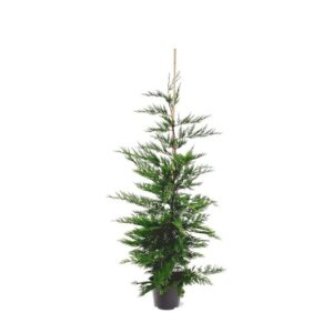 Cupressocyparis Cupressocyparis leylandii (zonder etiket) 
(1 Plants/Order)(26cmP 165cmH)