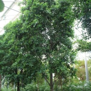 Ficus Ficus Nitida
(1 Plants/Order)(120cmP 750cmH)
