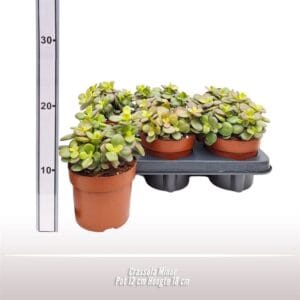 Crassula Minor
(6 Plants/Order)(12cmP 18cmH)