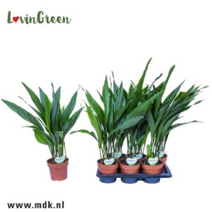 Aspidistra elatior ASPIDISTRA ELATIOR
(6 Plants/Order)(17cmP 70cmH)