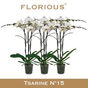 Phalaenopsis white more Ripsen No15 Grandiflora 3-tak white 
(7 Plants/Order)(15cmP 90cmH)