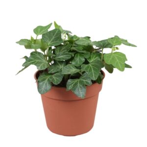 Hedera Wonder Hedera helix Wonder
(21 Plants/Order)(8.5cmP 5cmH)