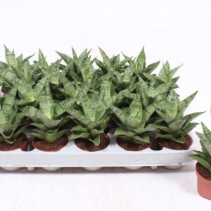 Sansevieria Cylindrica Sansevieria Tough Lady
(20 Plants/Order)(6cmP 15cmH)