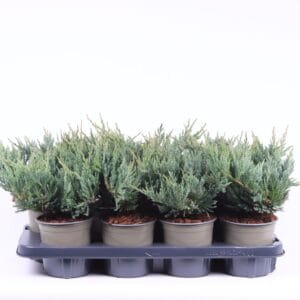 Juniperus horizontalis Blue Chip
(8 Plants/Order)(13cmP 20cmH)