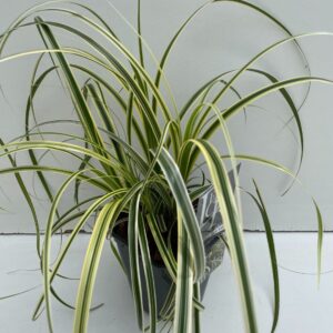 Siergrassen mix Carex Feather Falls
(6 Plants/Order)(17cmP 30cmH)