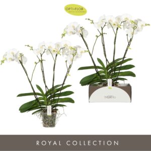 Phalaenopsis white more Ripsen Theatro Classico 4 spike
(2 Plants/Order)(17cmP 85cmH)