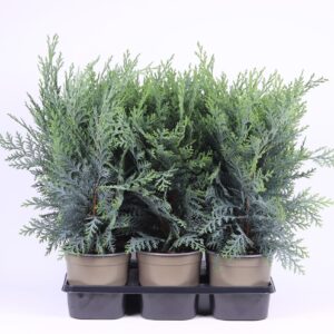Chamaecyparis Pelts Blue Chamaecyparis lawsoniana 'Pelt's Blue'
(6 Plants/Order)(15cmP 35cmH)