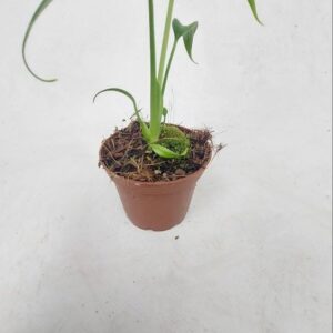 Monstera Monstera Burle max
(1 Plants/Order)(12cmP 30cmH)