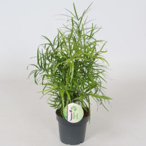 Asparagus falcatus Asparagus 'Falcatus'
(10 Plants/Order)(12cmP 35cmH)