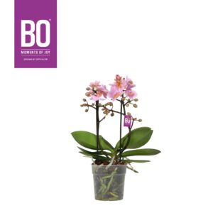 Phalaenopsis Multiflora Flora P12 BO Romantico 2 spike
(10 Plants/Order)(12cmP 35cmH)