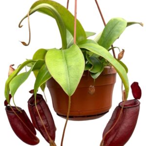 Nepenthus Nepenthes Monkey Jars Diana
(8 Plants/Order)(14cmP 45cmH)