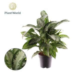 Aglaonema Jubilee Petite
(7 Plants/Order)(14cmP 40cmH)