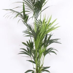 Howea forsteriana Howea forsteriana 6 per Pot
(1 Plants/Order)(24cmP 170cmH)