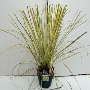 Cortaderia selloana Cortaderia 'Splendid Star'
(1 Plants/Order)(23cmP 50cmH)