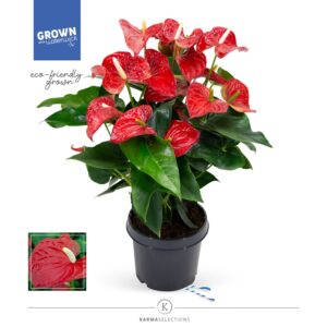 Anthurium Karma Red Anthurium - KARMA Red | 21cm
(1 Plants/Order)(21cmP 60cmH)