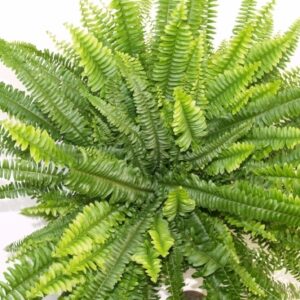 Nephrolepis Green Lady Nephrolepis Green Lady
(1 Plants/Order)(29cmP 60cmH)