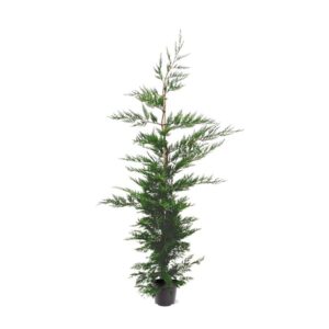 Cupressocyparis Cupressocyparis leylandii (zonder etiket) 
(1 Plants/Order)(26cmP 195cmH)