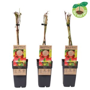 Rubus idaeus Rubus idaeus 'Ottawa', P15
(10 Plants/Order)(15cmP 50cmH)