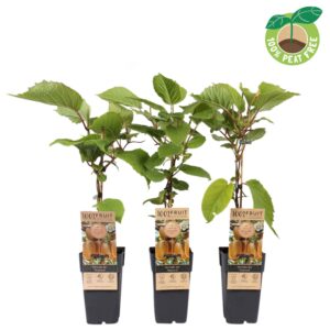 Actinidia deliciosa Jenny Actinidia deliciosa 'Jenny' Bio P13
(10 Plants/Order)(13cmP 45cmH)