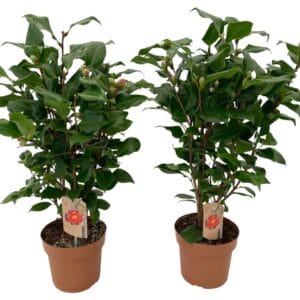 Camellia japonica Dr King 20-25 knoppen
(6 Plants/Order)(17cmP 60cmH)