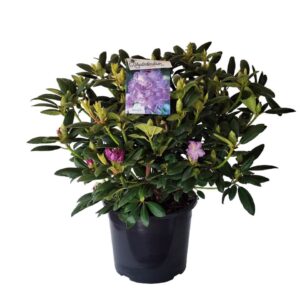 Rhododendron Catawbiense Rhododendron 'Everestianum'
(1 Plants/Order)(36cmP 90cmH)