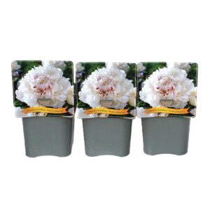 Paeonia Paeonia lactiflora 'Festiva Maxima' C5
(1 Plants/Order)(21cmP 35cmH)