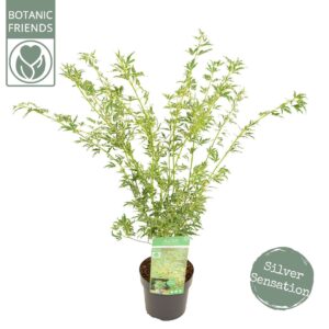 Acer palmatum Butterfly Acer palm. 'Butterfly'
(1 Plants/Order)(19cmP 55cmH)