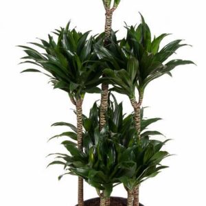 Dracaena Compacta Dracaena Compacta 90-carrousel
(1 Plants/Order)(31cmP 130cmH)